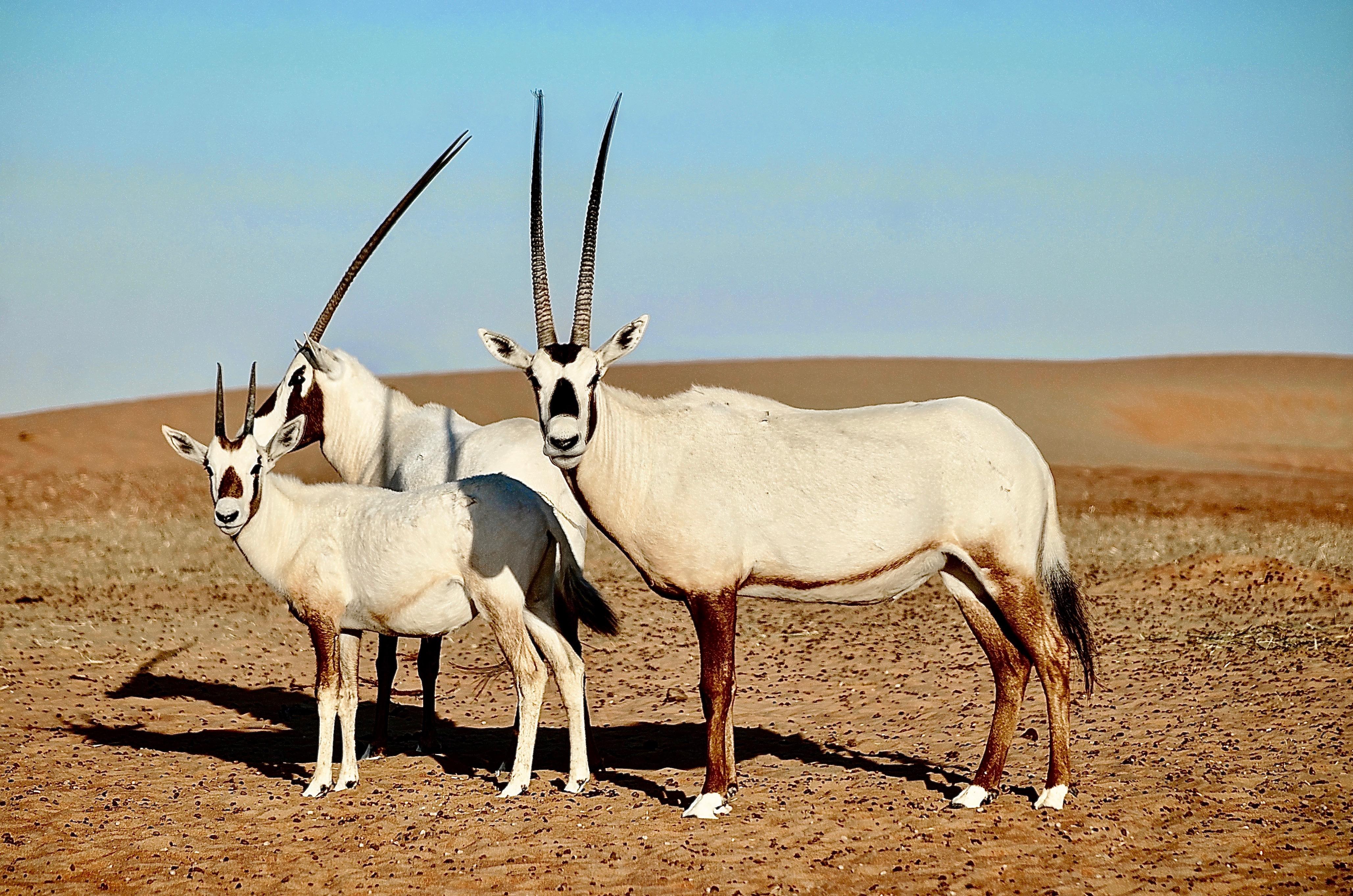 Telal Resort Al Ain Buitenkant foto Arabian oryx
