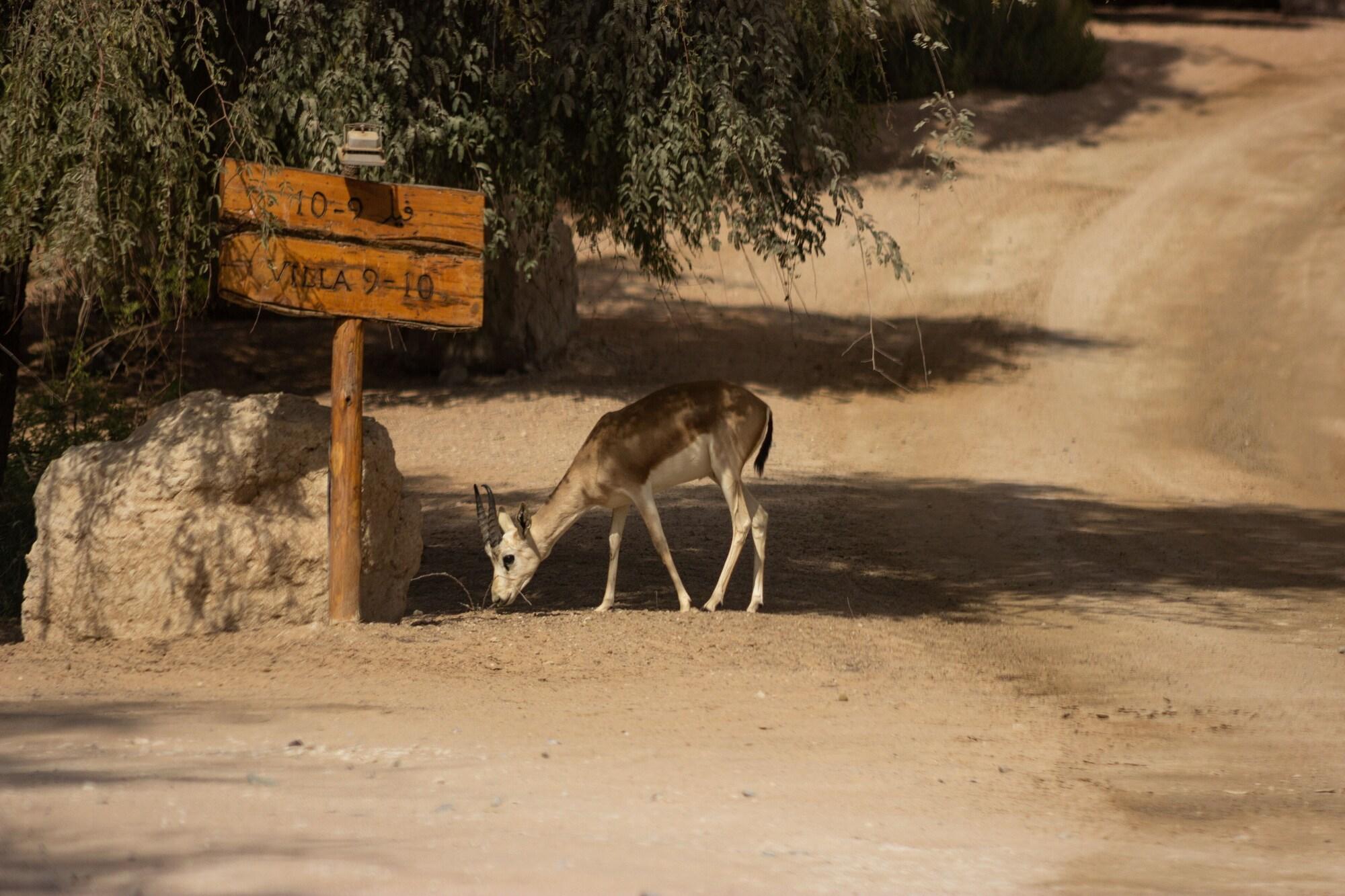 Telal Resort Al Ain Buitenkant foto